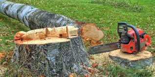 Best Storm Damage Tree Cleanup  in USA